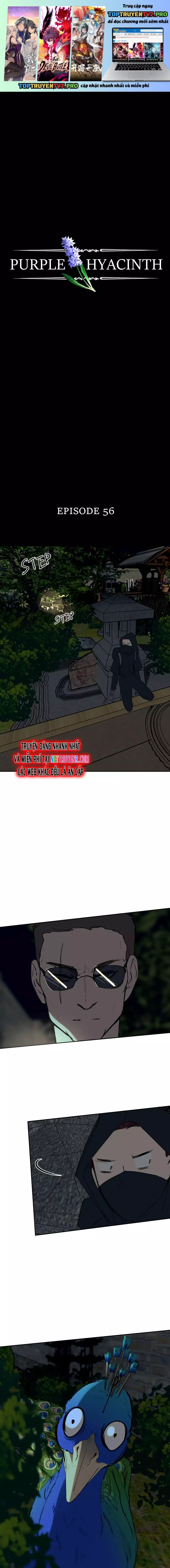 Hoa Lục Bình Tím Chapter 56 - Trang 3