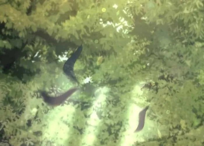 Hồi Quy Giả Của Gia Tộc Suy Vong Chapter 104 - Trang 2